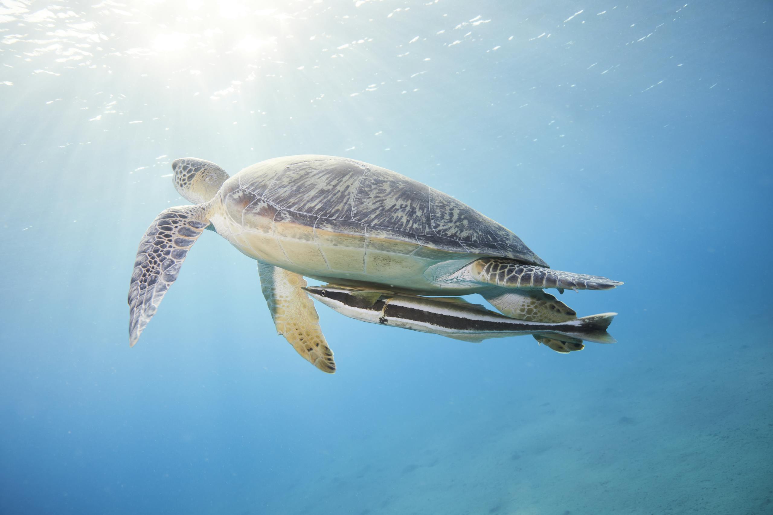 Offerings A serene green sea turtle swimming with a remora in the clear blue ocean waters of the Red Sea.