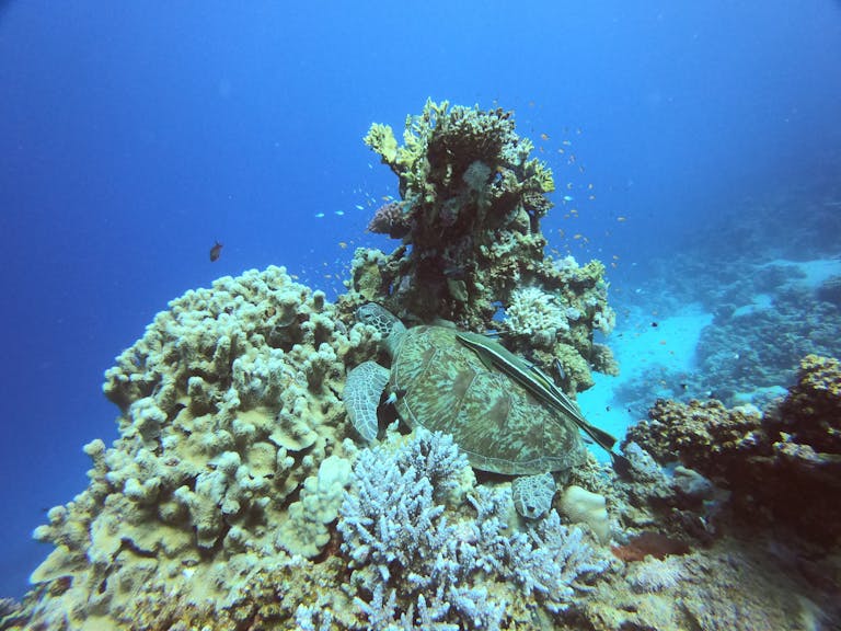 Colorful underwater scene of a sea turtle exploring a thriving coral reef in the Red Sea.