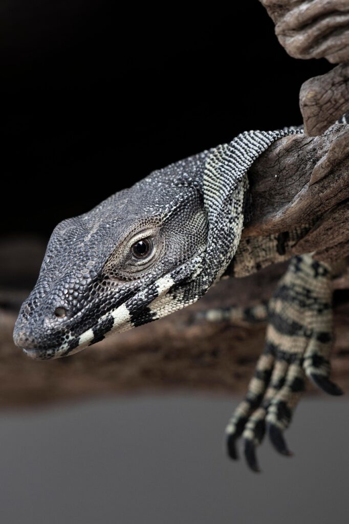 lace monitor, monitor, animal, lizard, scales, nature, wildlife, log, tree, eye, goanna