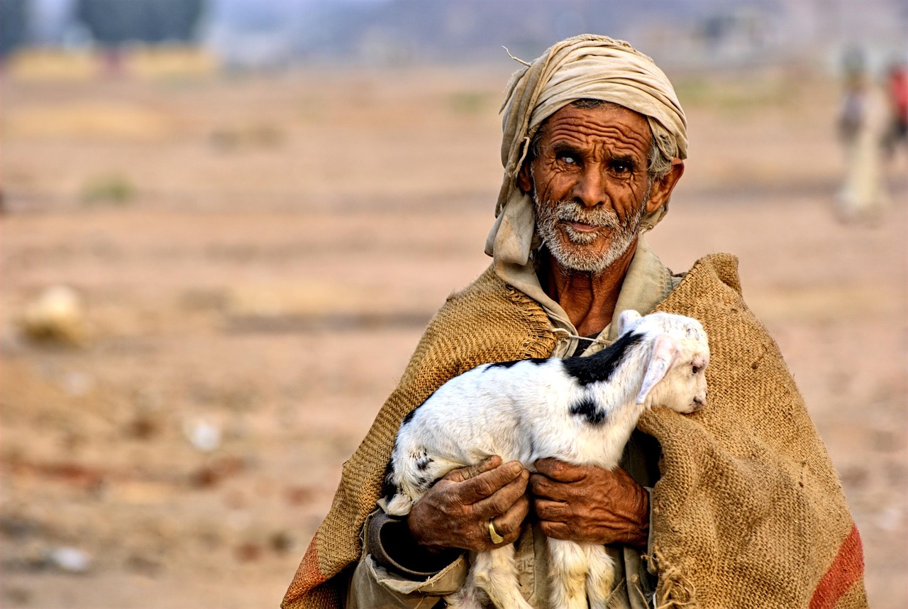 egypt, man, bedouin, desert, sheep, hot, people, the sun, tourism, nature, travels, sand