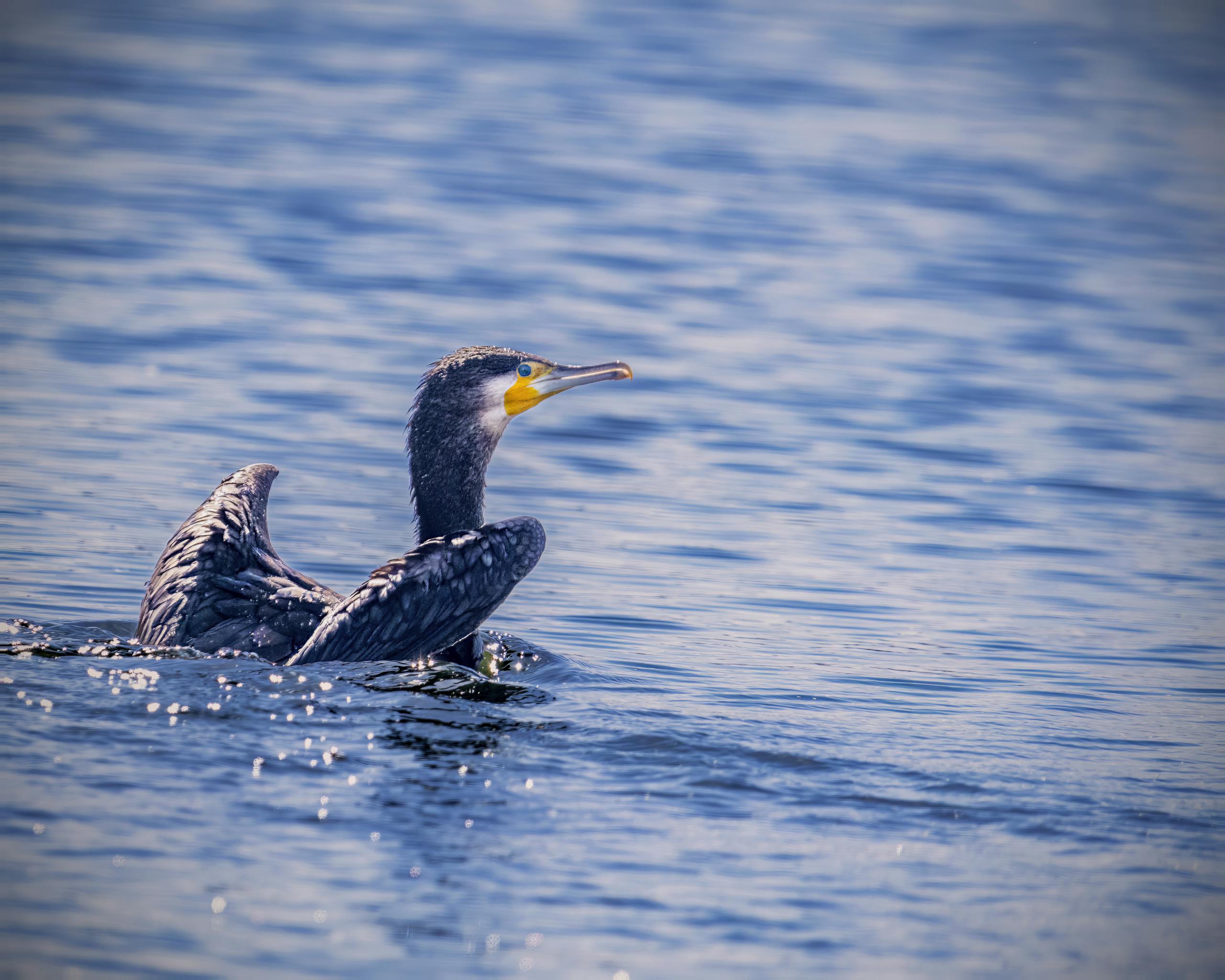 Home Great cormorant gracefully swimming in Aswan, Egypt, showcasing natural beauty.