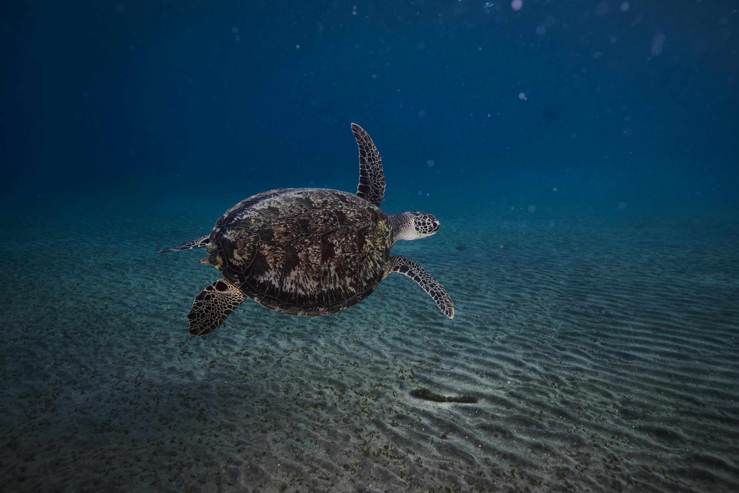 Home Captivating underwater view of a sea turtle gliding in Marsa Alam, Red Sea.