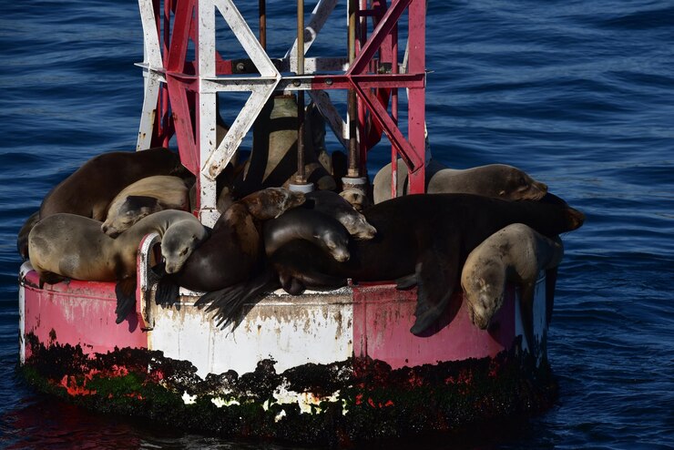 Environmental Baseline Studies sea lions stacked top buoy sun themselves dry out 1048944 6655822