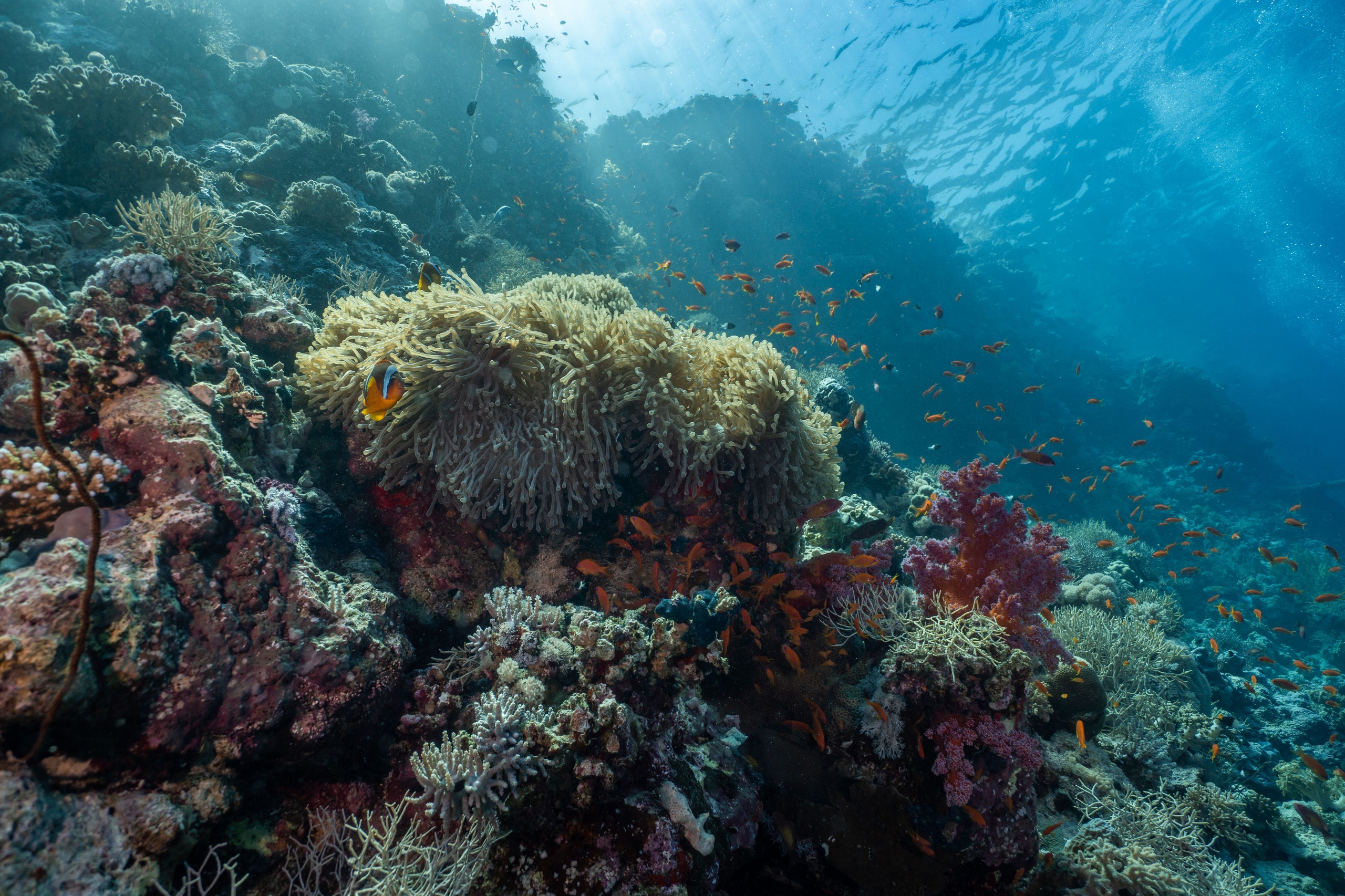 Strengthening Protected Area Systems and Their Management and Establishing a New Marine Protected Area in the Red Sea pexels saad alaiyadhi 131639221 13010774 (1)