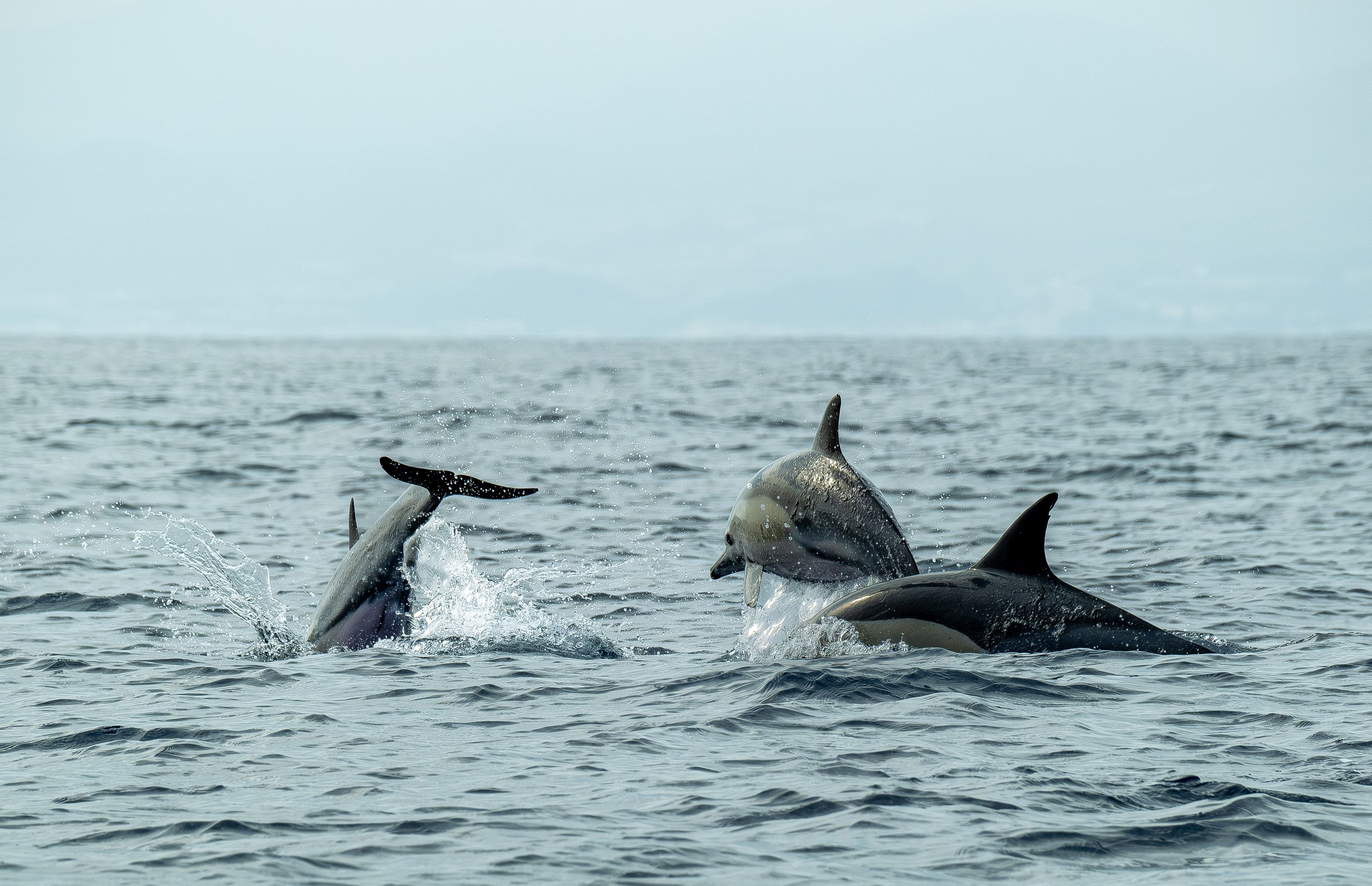 Assessment and Update of the National Action Plan for the Conservation of Marine Mammals in the Egyptian Mediterranean Waters A captivating scene of playful dolphins jumping and swimming in the open sea.