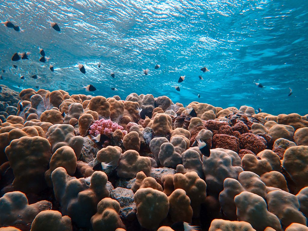 A stunning underwater scene showcasing diverse coral reefs and fish in clear blue waters.