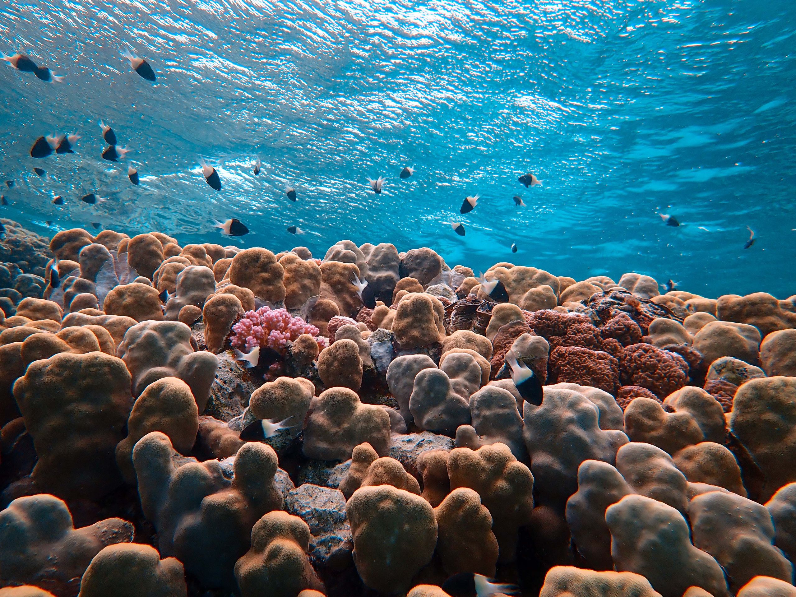 Harnessing Marine Ecosystem Services and Transforming to Sustainable Blue Economy in the Red Sea and Gulf of Aden (HESBERSGA) A stunning underwater scene showcasing diverse coral reefs and fish in clear blue waters.