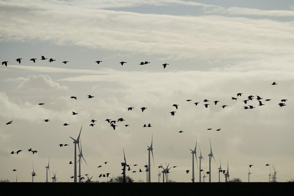 geese, migratory birds, flying birds, windmills, wind farm, north sea, landscape, wind farm, wind farm, wind farm, wind farm, wind farm