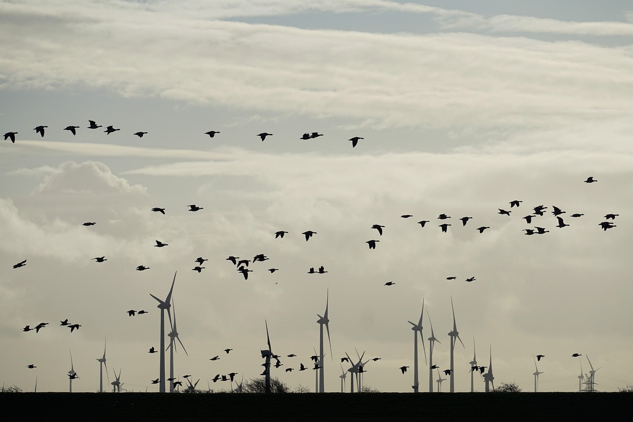 geese, migratory birds, flying birds, windmills, wind farm, north sea, landscape, wind farm, wind farm, wind farm, wind farm, wind farm
