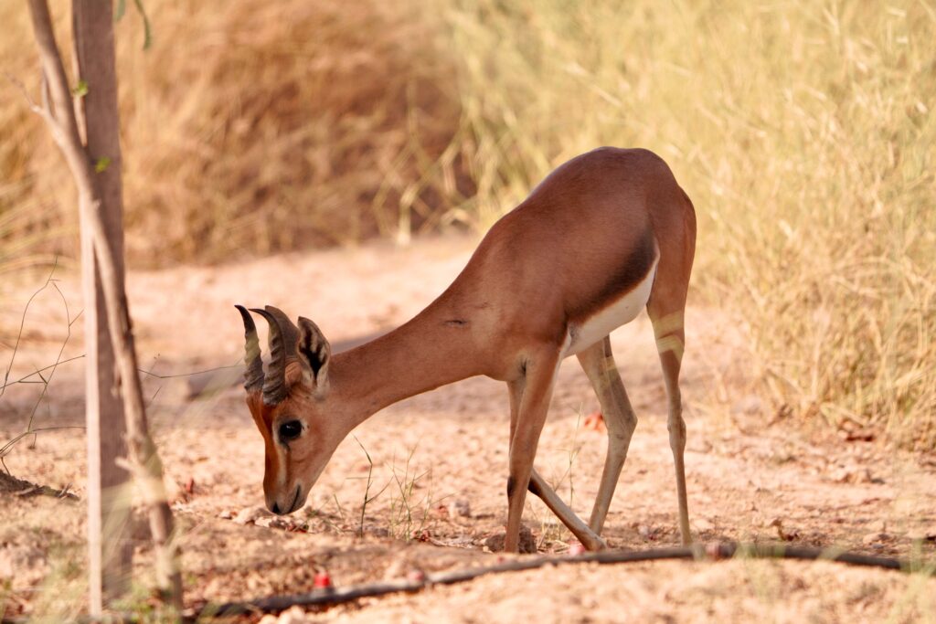 A graceful chinkara grazing in a calm, natural wilderness landscape.