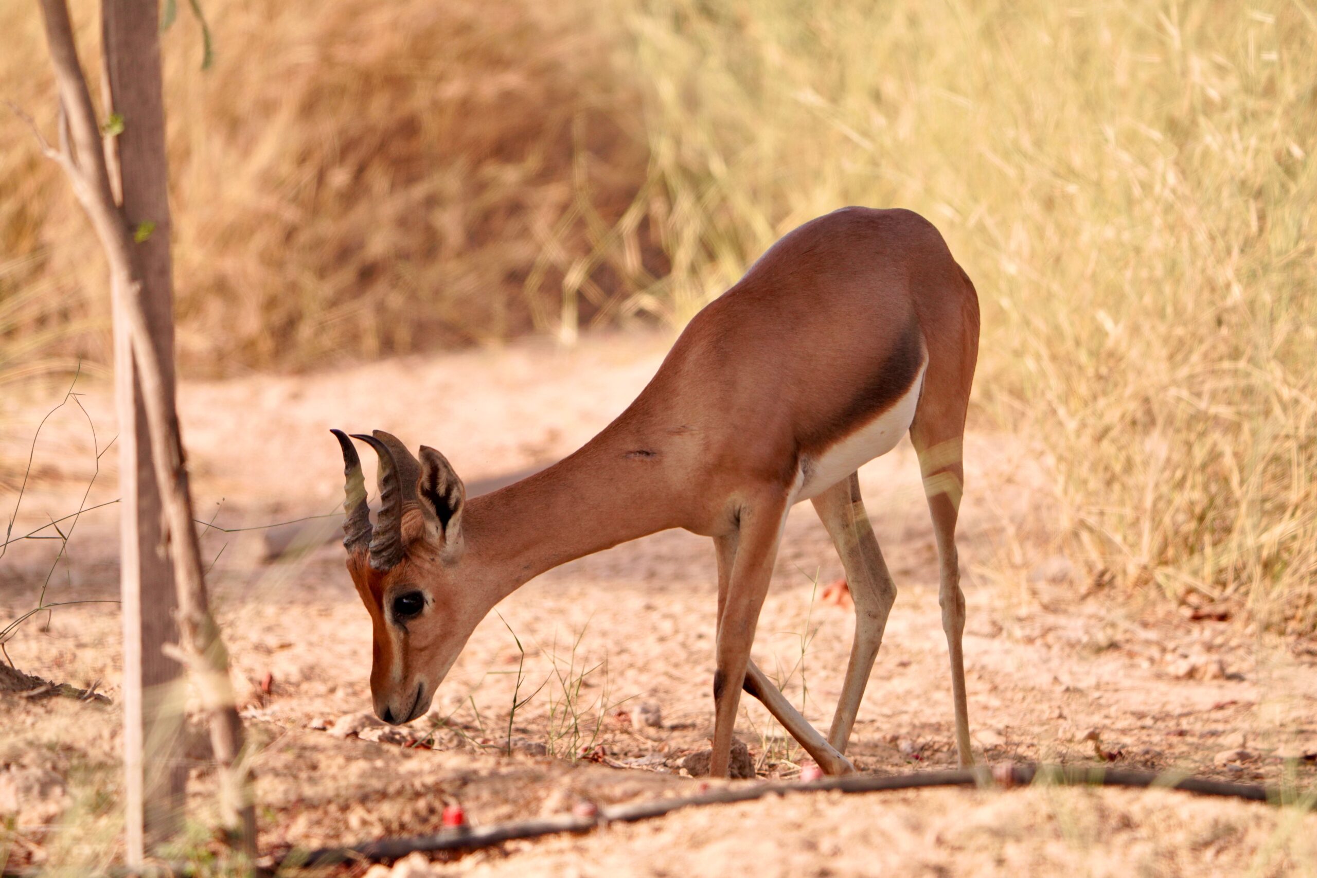 Development of the Project Document for the Enhancement of Ecosystem Services in the Egyptian Protected Areas (EIECP IV) A graceful chinkara grazing in a calm, natural wilderness landscape.