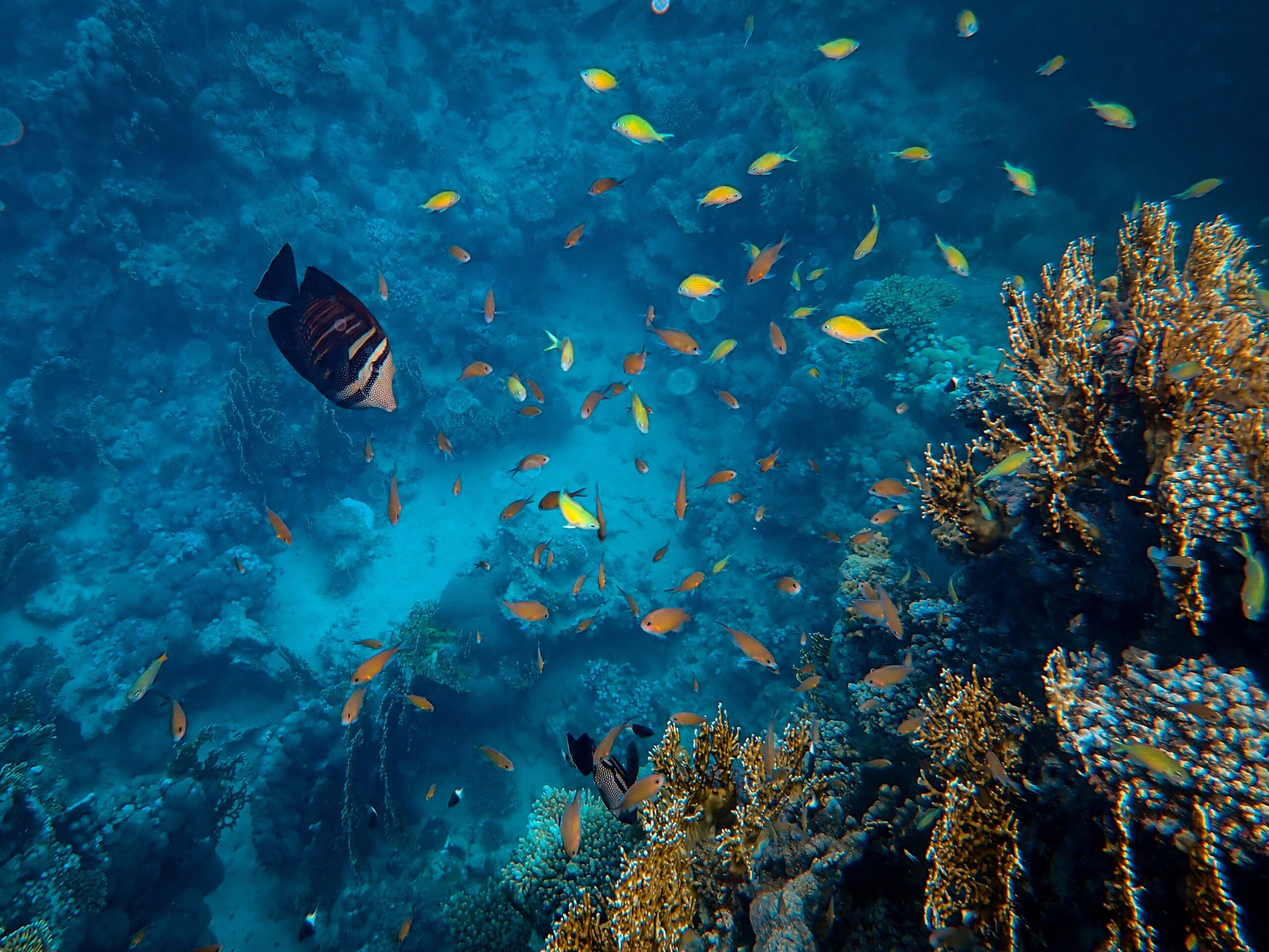 Support the Preparation of Egypt's Resilient Blue Economy Strategy Explore the vivid underwater world of a coral reef teeming with colorful fish and marine biodiversity.