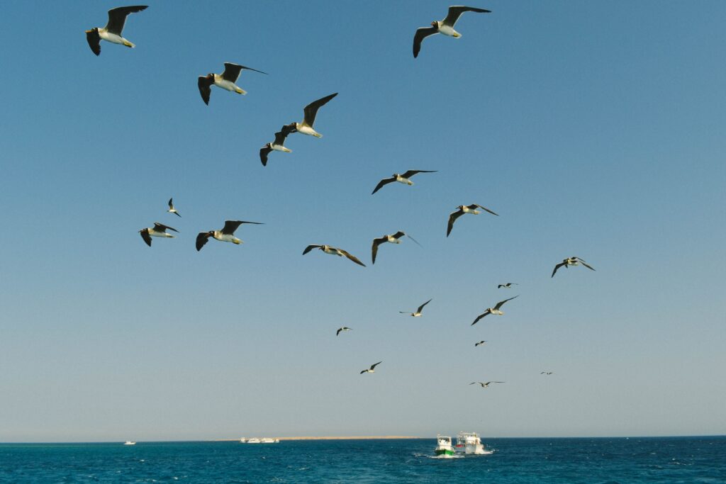 Aerial view of seagulls flying over the blue ocean along Egypt's coast on a clear day.