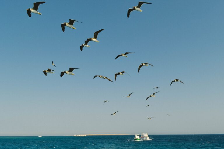 Aerial view of seagulls flying over the blue ocean along Egypt's coast on a clear day.