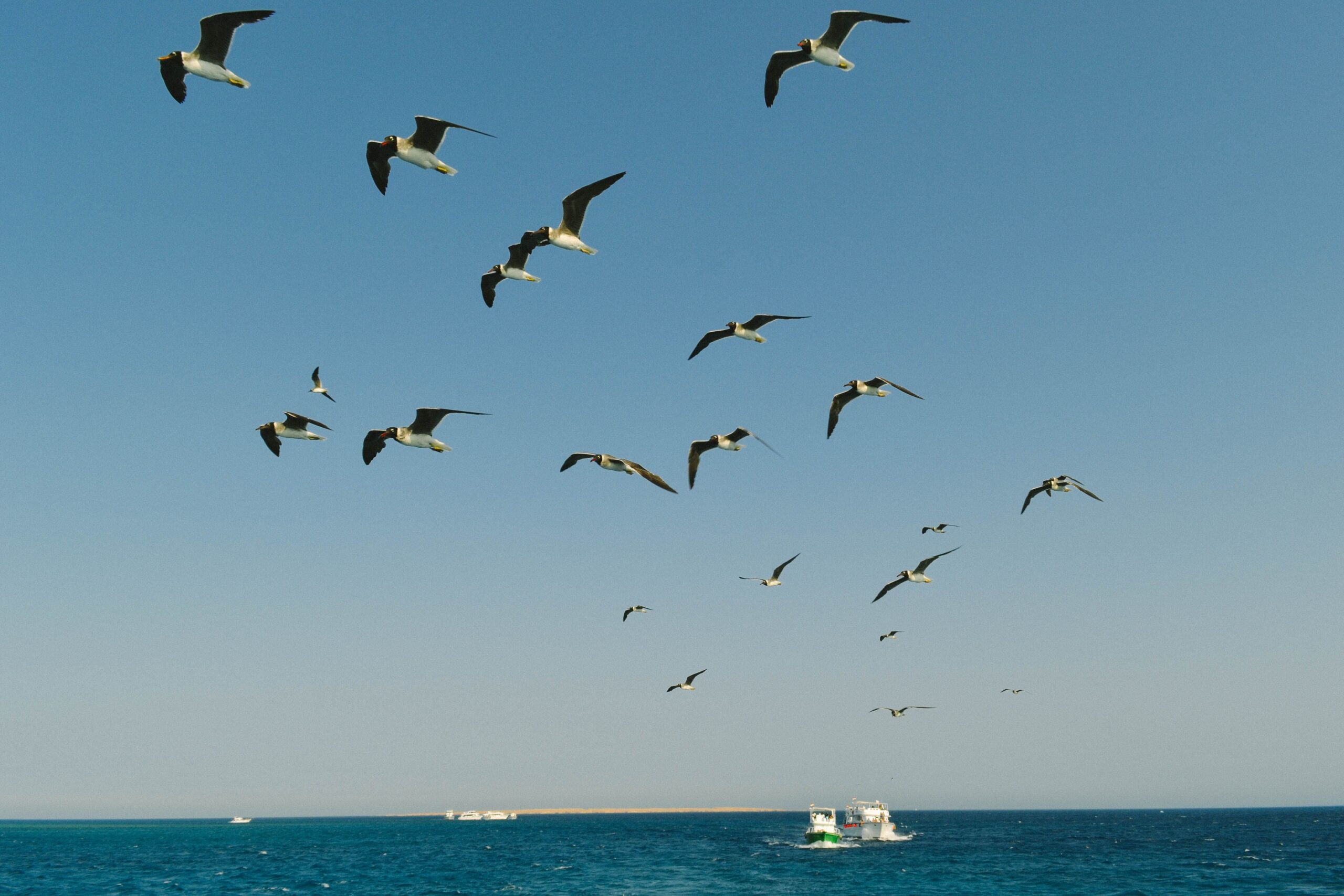 Development of the EU4Nature Concept Note for Biodiversity Conservation and Nature-Based Solutions in Egypt Aerial view of seagulls flying over the blue ocean along Egypt's coast on a clear day.