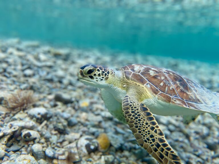 Close-up of a green sea turtle swimming underwater in the crystal clear waters of the British Virgin Islands.