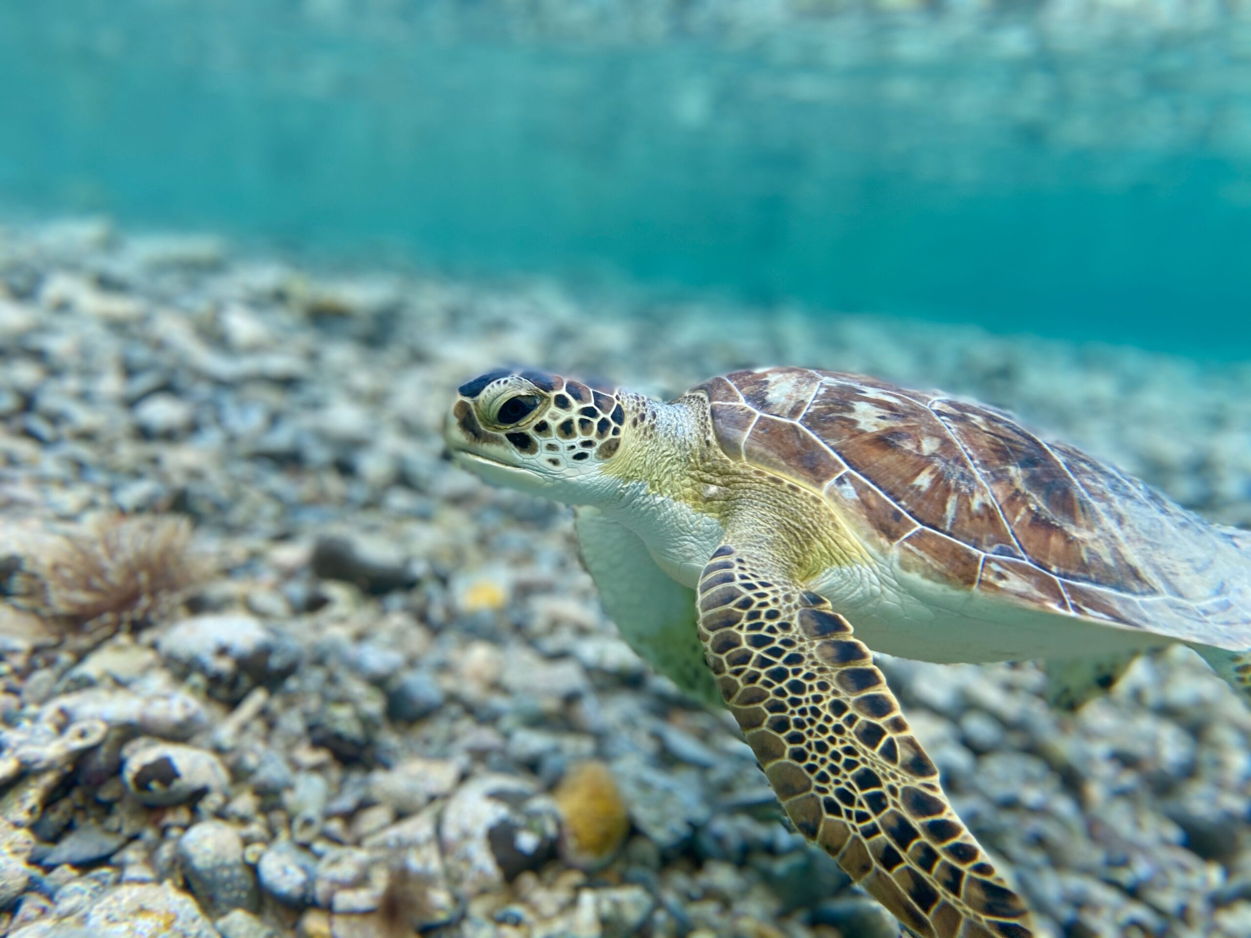 Preparing a Conservation Action Plan for Endangered Species (Dugong and Sea Turtles) at Wadi El Gemal National Park Close-up of a green sea turtle swimming underwater in the crystal clear waters of the British Virgin Islands.
