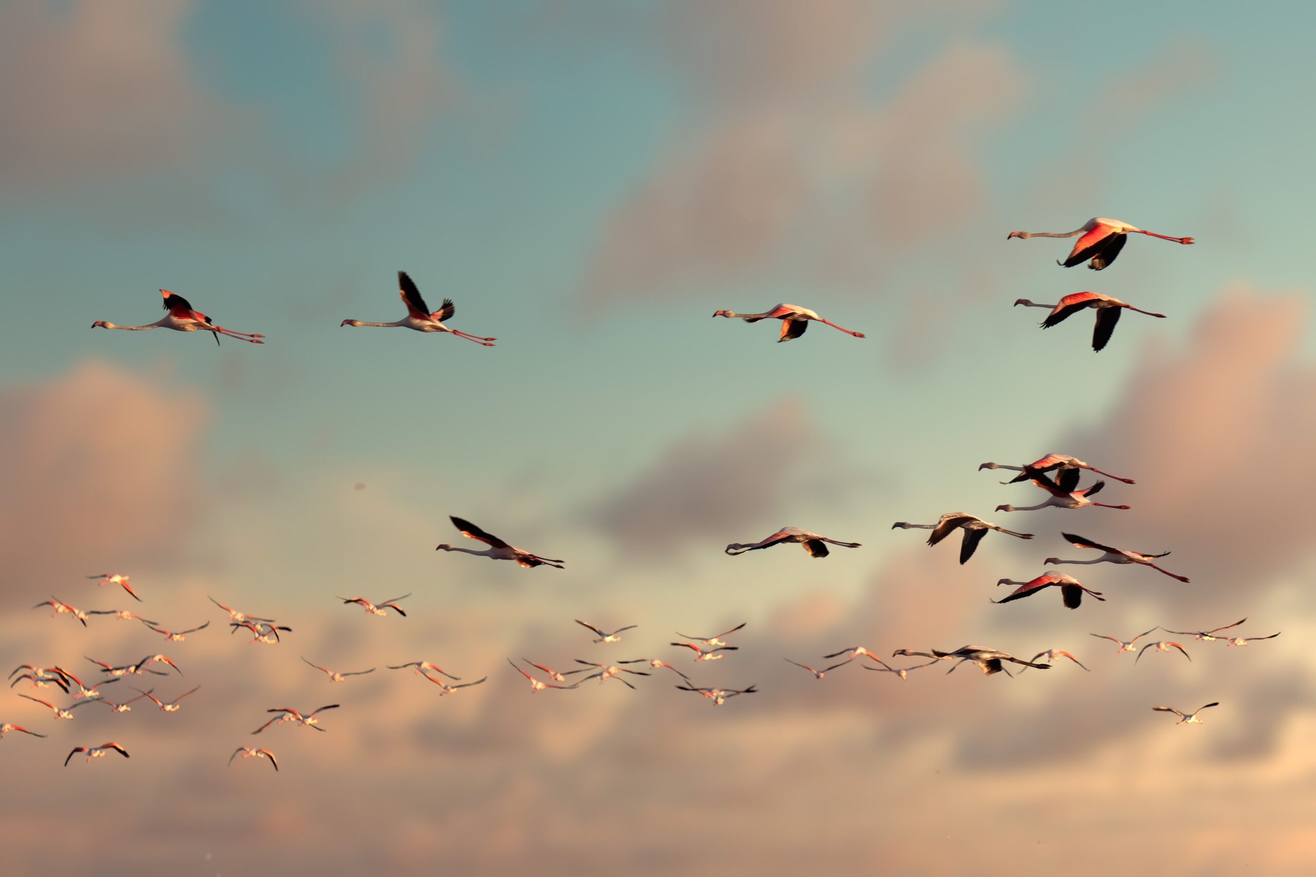A vibrant flock of flamingos flying across a serene sunset sky, capturing the beauty of wildlife in motion.